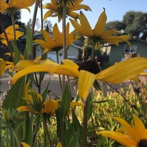 Meet your Posher, Mia